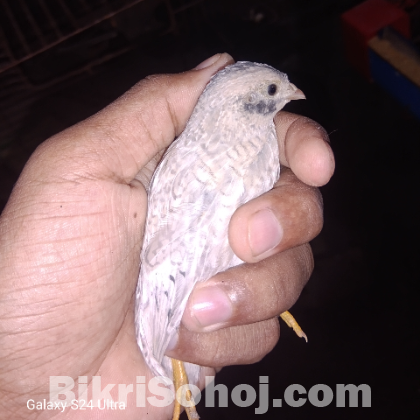Classic king quail